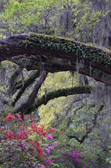 Images Dated 28th October 2008: USA, South Carolina, Magnolia Gardens. Moss-laden live oak tree and azaleas. Credit as