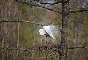 Images Dated 28th October 2008: USA, South Carolina, Magnolia Gardens, Audubon Swamp. Great egret in breeding plumage