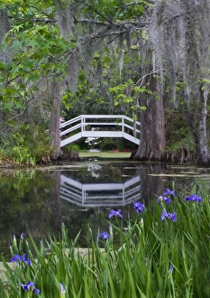 Images Dated 28th October 2008: USA, South Carolina, Magnolia Gardens. Wooden footbridge reflects in pond
