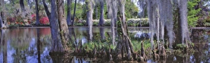 Images Dated 16th April 2008: USA, South Carolina, Magnolia Plantation. Baldcypress and azalea are the main foliage