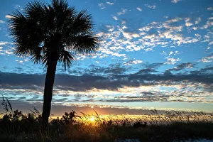 South Carolina Prints: USA, South Carolina. Palm tree Silhouetted on sand dune at sunrise on Hilton Head Island