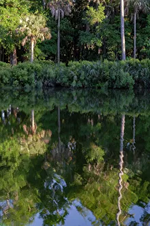 South Carolina Prints: USA, South Carolina. Palms reflected in a small lake, Kiawah Island