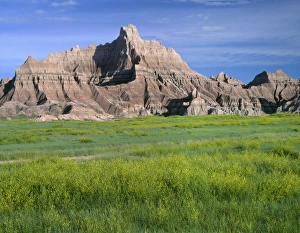South Dakota Prints: USA, South Dakota, Badlands National Park, North Unit, Yellow sweet clover blooms