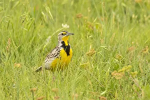 Badland Prints: USA, South Dakota, Badlands National Park. Western meadowlark close-up. Credit as