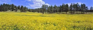 USA, South Dakota, Black Hills. Spring yellows and greens carpet the Black Hills