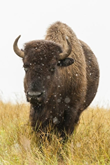 USA, South Dakota, Custer State Park. Bison and snowflakes