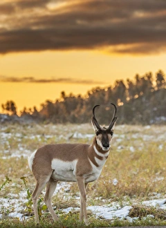 South Dakota Prints: USA, South Dakota, Custer State Park. Pronghorn antelope at sunrise