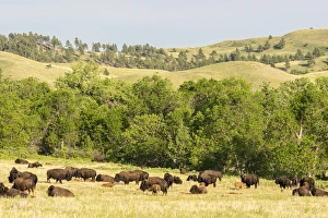 South Dakota Prints: USA, South Dakota, Custer State Park. Bison herd in field