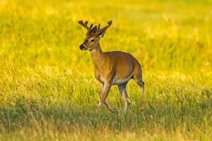 South Dakota Prints: USA, South Dakota, Custer State Park. White-tailed deer buck with velvet antlers