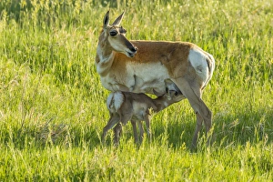 Images Dated 11th June 2016: USA, South Dakota, Custer State Park. Pronghorn doe and nursing fawn