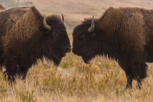 Images Dated 27th September 2012: USA, South Dakota, Custer State Park. Two bison face-to-face