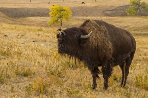 Images Dated 27th September 2012: USA, South Dakota, Custer State Park. Close-up of bellowing bison