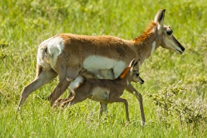 Images Dated 16th June 2013: USA, South Dakota, Custer State Park. Pronghorn mother and fawn