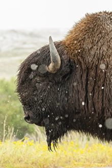 Images Dated 10th September 2014: USA, South Dakota, Custer State Park. Profile of bison