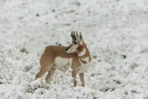 Images Dated 10th September 2014: USA, South Dakota, Custer State Park. Pronghorn antelope in snow-covered field