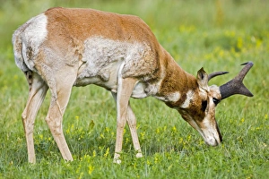 Images Dated 16th July 2008: USA, South Dakota, Custer State Park
