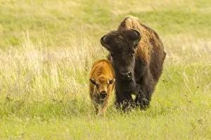 Images Dated 14th July 2020: USA, South Dakota, Custer State Park. Bison parent and calf in meadow