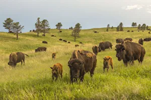Images Dated 7th January 2020: USA, South Dakota, Custer State Park. Bison parents and calves in meadow