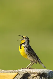 Images Dated 14th July 2020: USA, South Dakota, Custer State Park. Western meadowlark singing atop rock