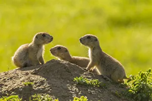 Images Dated 14th July 2020: USA, South Dakota, Custer State Park. Young prairie dogs at den