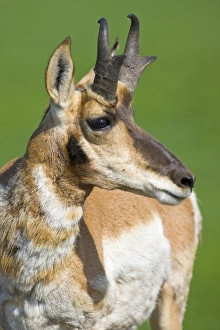 Images Dated 16th July 2008: USA, South Dakota, Custer State Park. Close-up of adult male pronghorn antelopeFred J