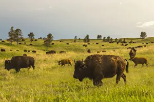 Images Dated 7th January 2020: USA, South Dakota, Custer State Park, bison herd