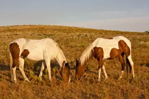 Images Dated 10th January 2011: USA, South Dakota. Paint horses graze at Black Hills Wild Horse Sanctuary