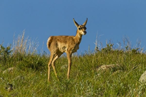 Fawn Prints: USA, South Dakota. Pronghorn fawn in Custer State Park