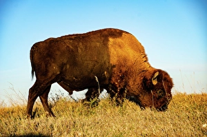 Bison Prints: USA, South Dakota, Wall, Badlands National Park, North American Bison