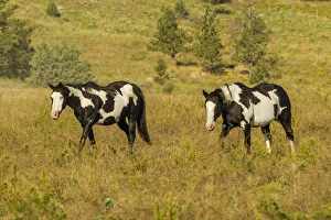 Images Dated 7th September 2014: USA, South Dakota, Wild Horse Sanctuary. Wild horses in field