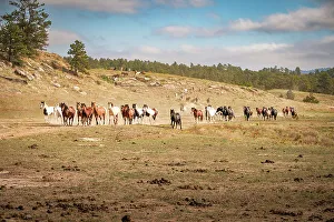 South Dakota Prints: USA, South Dakota. Wild horses