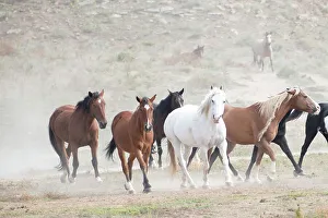 South Dakota Prints: USA, South Dakota. Wild horses