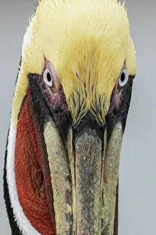 Eye Contact Prints: USA, South Texas. Aranas National Wildlife refuge, brown pelican