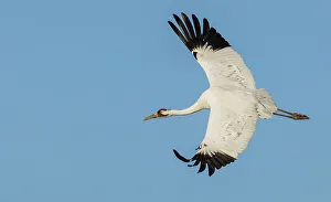 South Texas Prints: USA, South Texas. Aranas National Wildlife Refuge, whooping crane flying