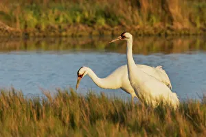 South Texas Prints: USA, South Texas. Aranas National Wildlife Refuge, whooping crane pair foraging