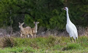 Confrontation Prints: USA, South Texas. Aranas National Wildlife Refuge