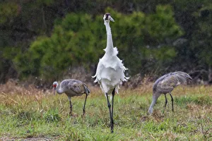 South Texas Prints: USA, South Texas. Aranas National Wildlife Refuge, whooping crane, spring rain