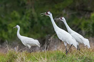 South Texas Prints: USA, South Texas. Aranas National Wildlife Refuge, whooping cranes calling