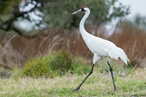 South Texas Prints: USA, South Texas. Aranas National Wildlife Refuge, whooping crane strolling
