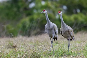 South Texas Prints: USA, South Texas. Aranas National Wildlife Refuge, sandhill cranes pair (lesser)