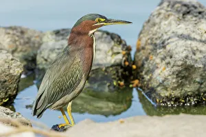 South Texas Prints: USA, South Texas. Green-backed heron hunting
