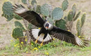 Raptor Prints: USA, South Texas. Laguna Seca, crested caracara alighting