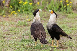 South Texas Prints: USA, South Texas. Laguna Seca, crested caracara pair