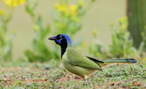 South Texas Prints: USA, South Texas. Laguna Seca, green jay
