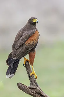 Raptor Prints: USA, South Texas. Laguna Seca, Harris's hawk
