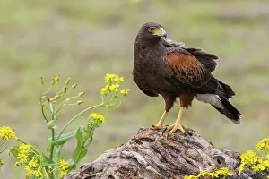 Raptor Prints: USA, South Texas. Laguna Seca, Harris's hawk
