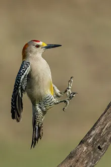 Alighting Prints: USA, South Texas. Laguna Seca Ranch, golden-fronted woodpecker alighting