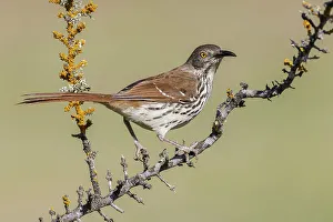 South Texas Prints: USA, South Texas. Long-billed thrasher