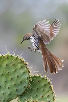 South Texas Prints: USA, South Texas. Long-billed thrasher alighting on cactus