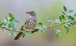 Berry Prints: USA, South Texas. Long-billed thrasher with berry